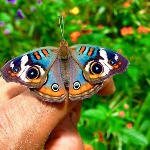 Meet your Posher, Bernadette